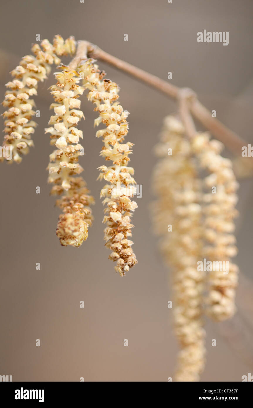Corylus avellana, Hazel, Cob-nut Stock Photo