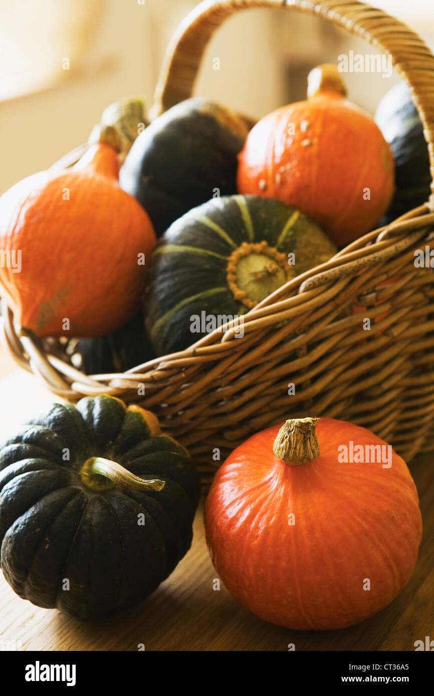 Cucurbita pepo, Squash, Ornamental squash Stock Photo