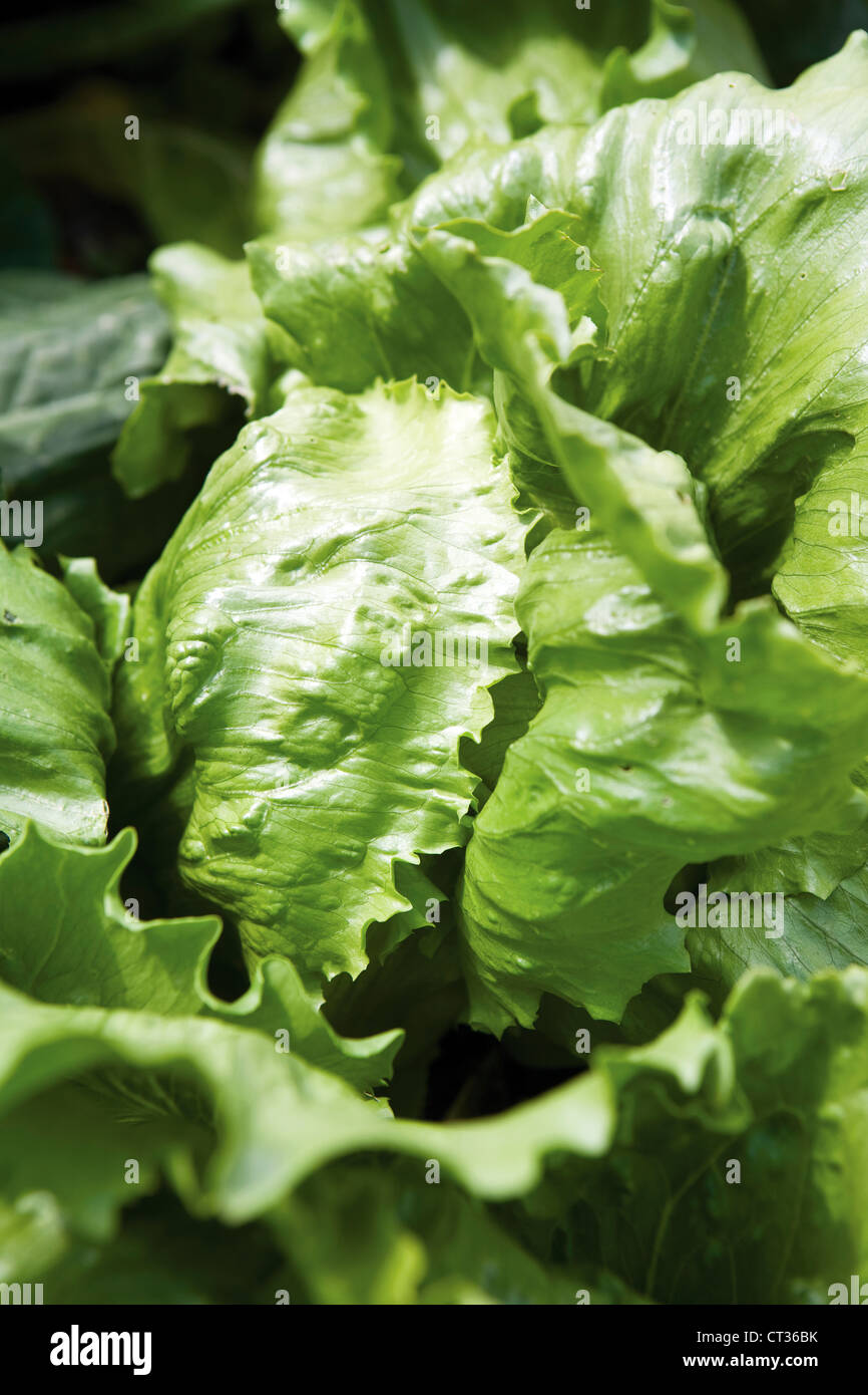 Lactuca Sativa Lettuce Stock Photo Alamy