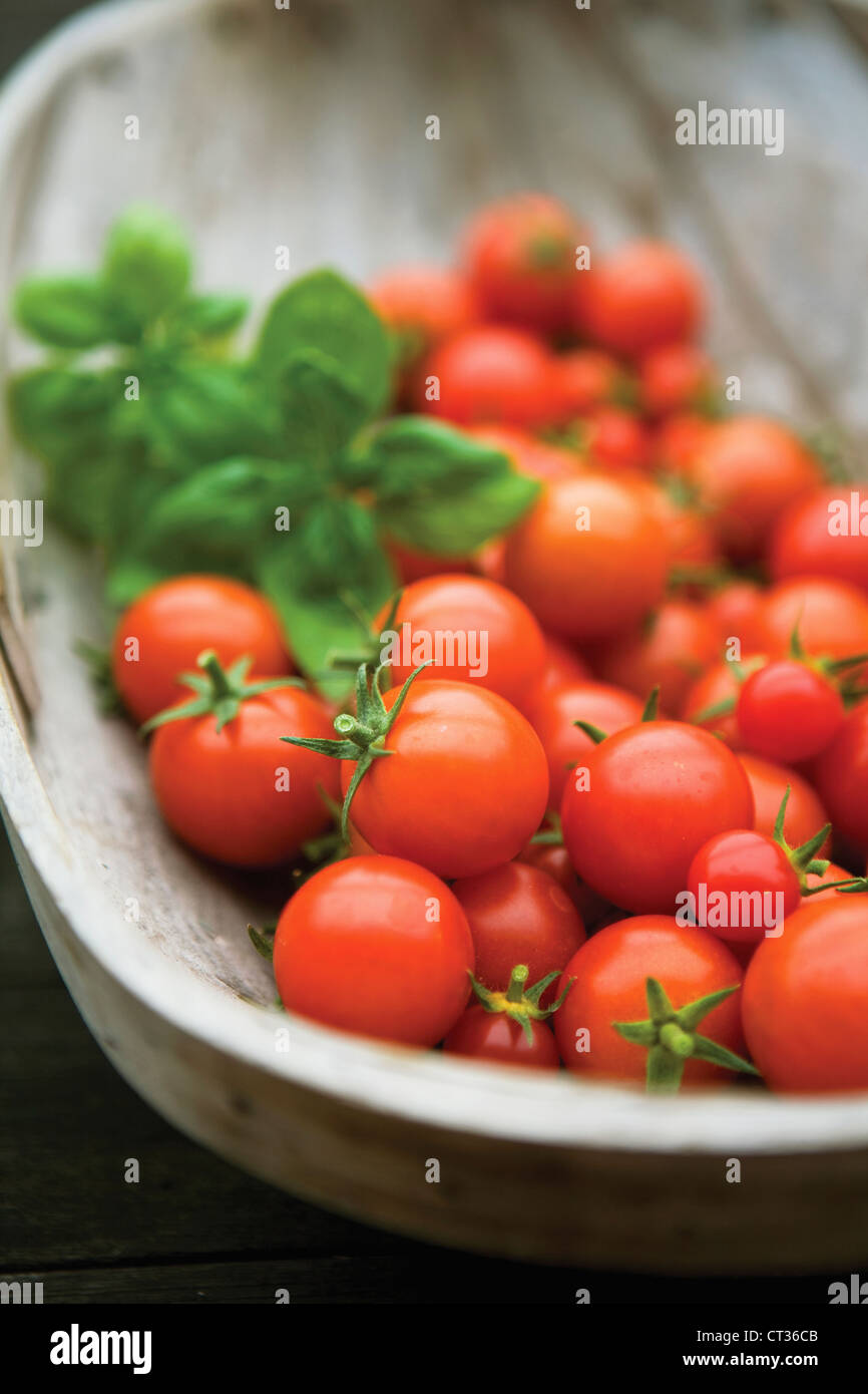 Lycopersicon esculentum 'Gardeners Delight', Tomato Stock Photo