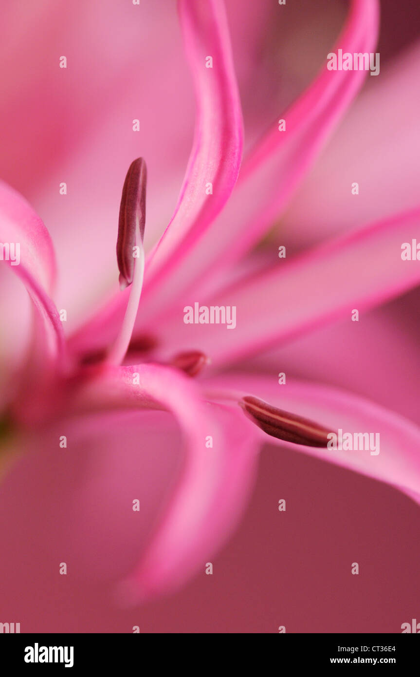 Schizostylis, Kaffir lily Stock Photo