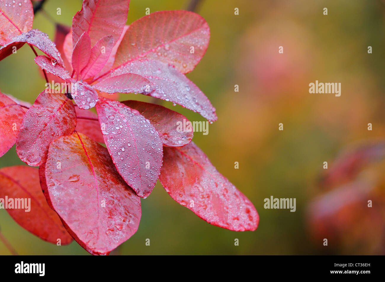 Cotinus coggygria hi-res stock photography and images - Alamy