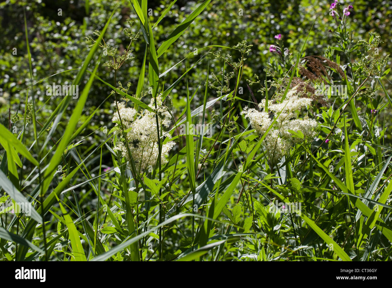 Meadowsweet (Filipendula ulmaria). Freshwater marginal flowering plant ...