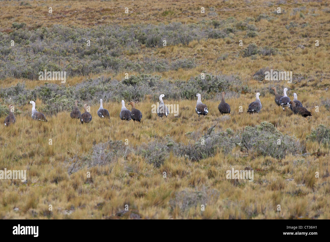 Flock of upland geese near Punta Arenas, Chile Stock Photo