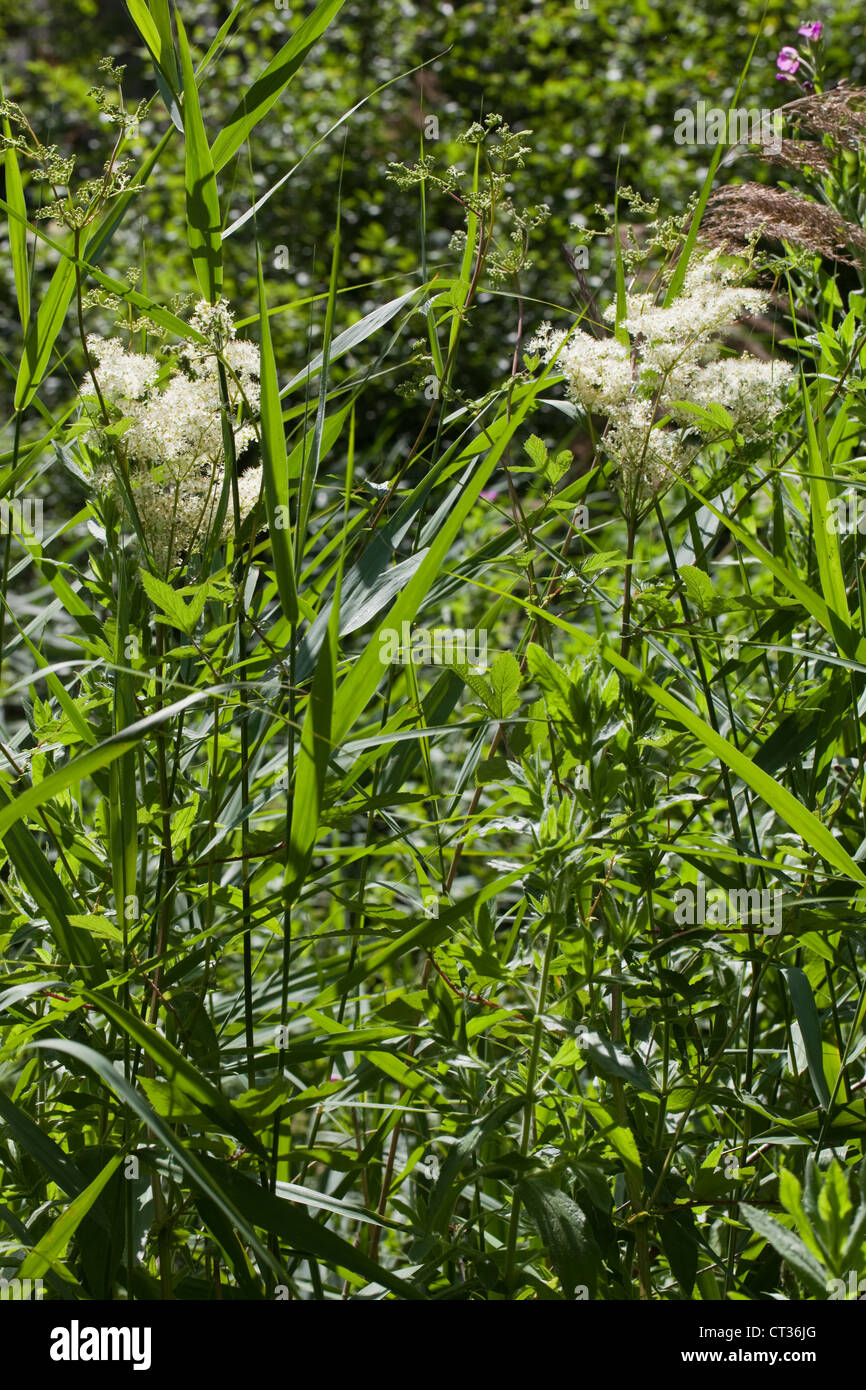 Meadowsweet (Filipendula ulmaria). Freshwater marginal flowering plant ...