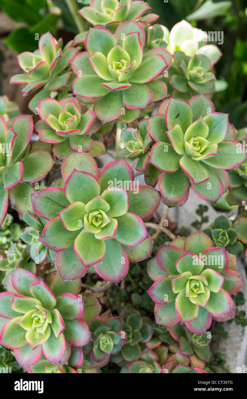 Sedum plants used for green buildings and roofs Stock Photo