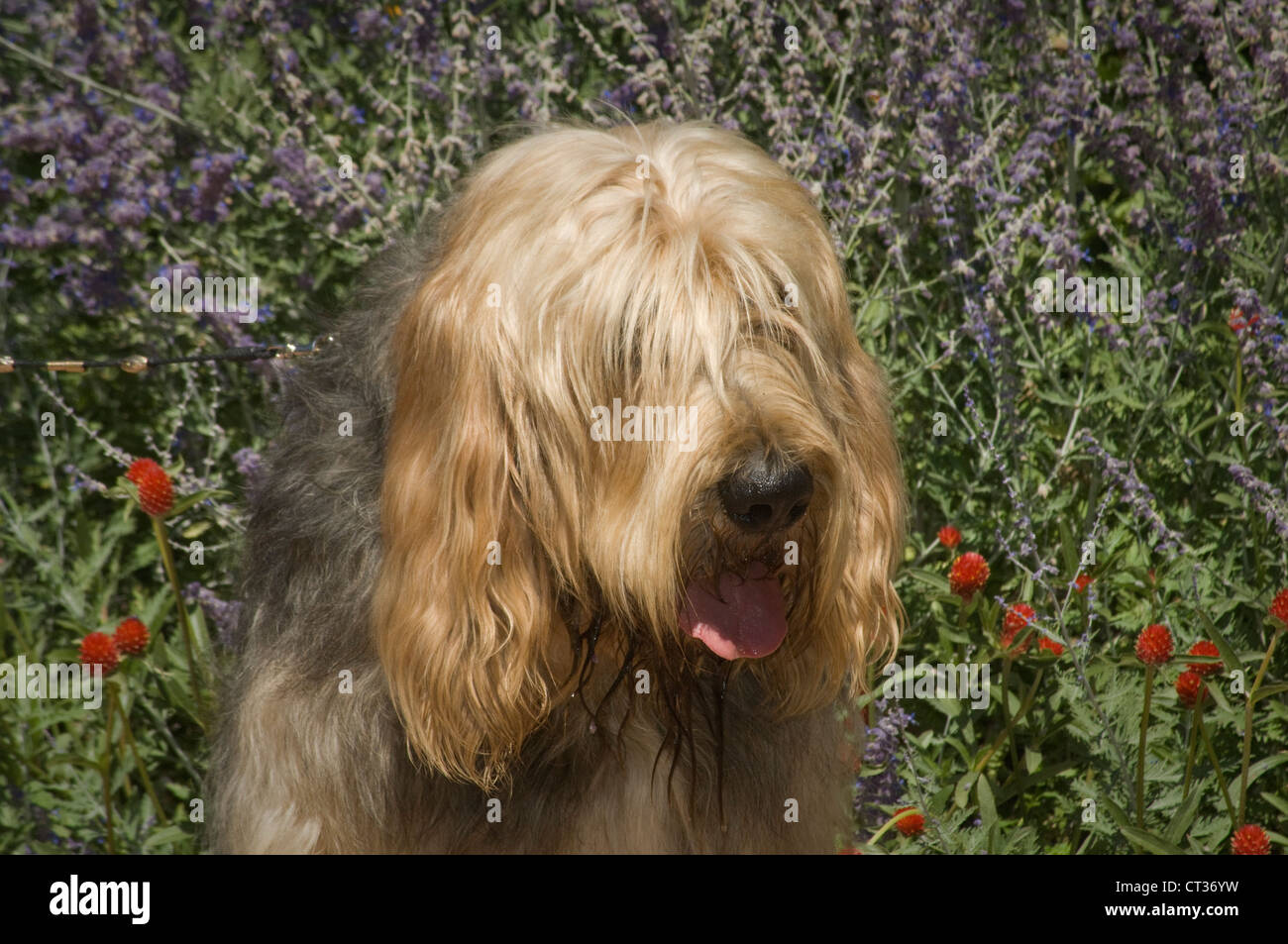 Otterhound-head shot Stock Photo