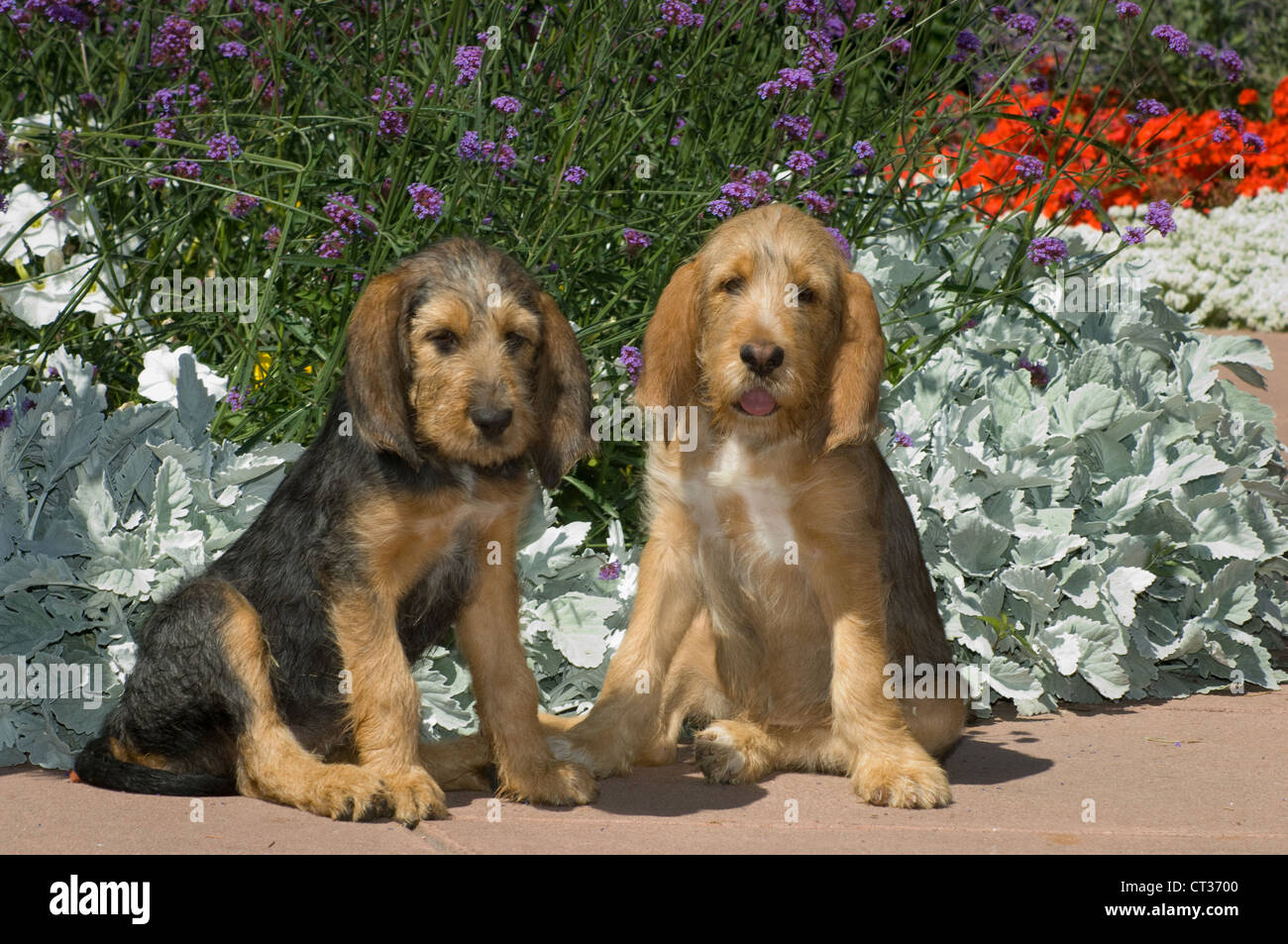 Otterhound puppies Stock Photo