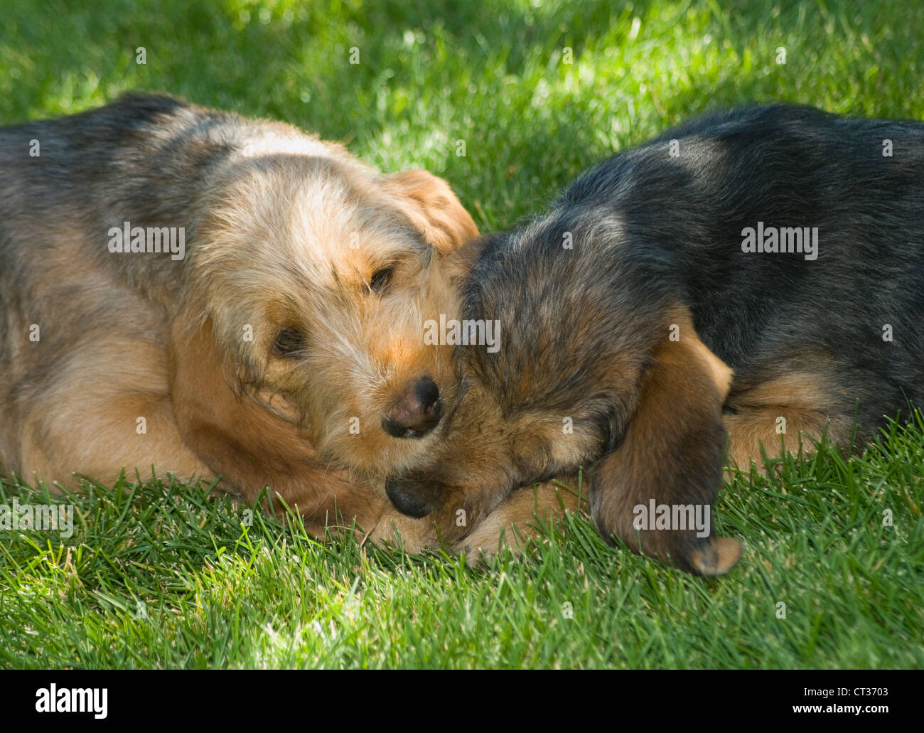 Otterhound puppies together Stock Photo - Alamy