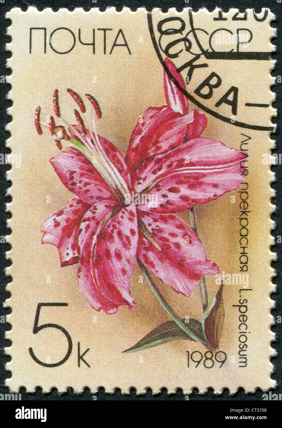 USSR-CIRCA 1989: A stamp printed in the USSR, depicts a flower Lilium speciosum, circa 1989 Stock Photo