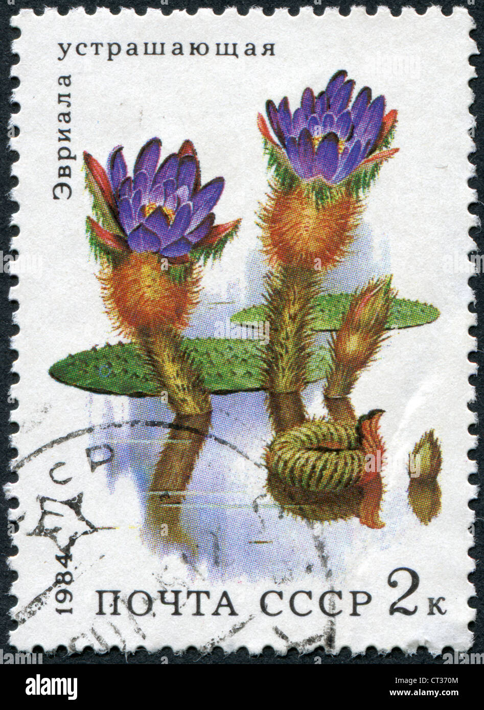 USSR-CIRCA 1984: A stamp printed in the USSR, depicts aquatic plant Euryale ferox, circa 1984 Stock Photo