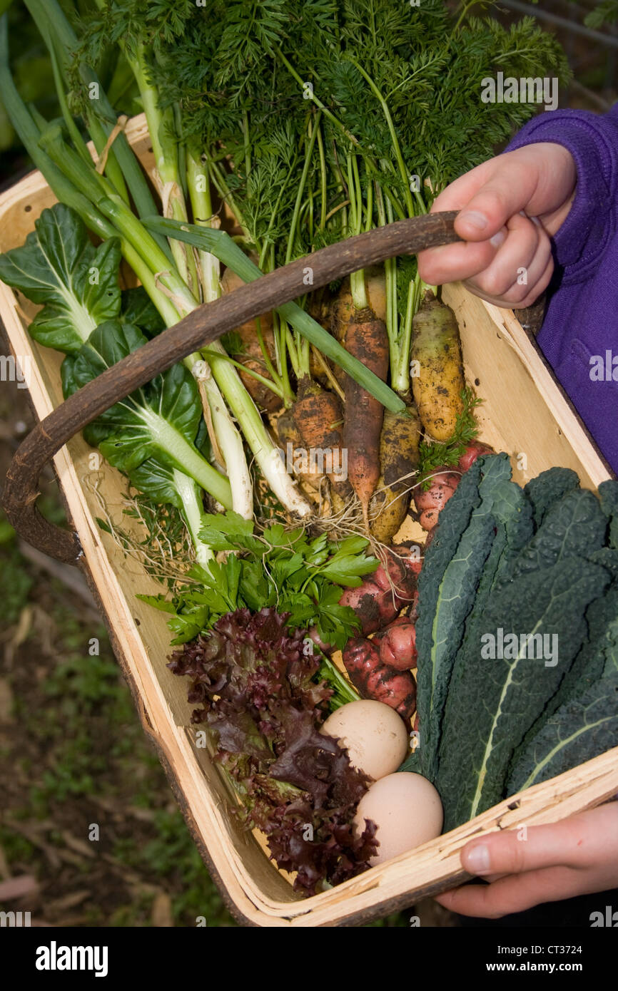 Home grown organic winter vegetable in a trug (Basket). Stock Photo