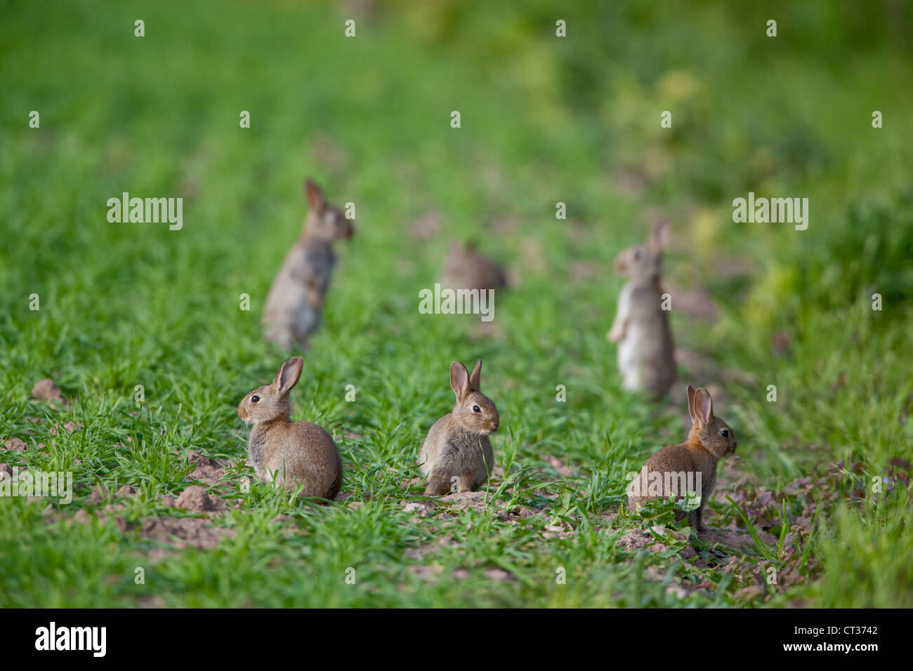 Young Rabbits (Oryctolagus cuniculus). From a hedgerow burrow and on