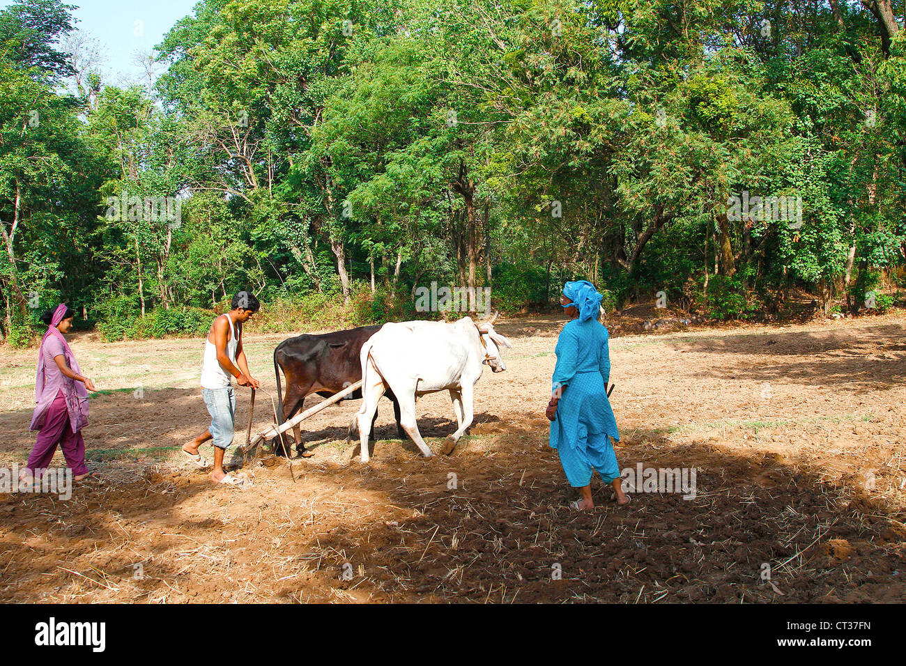 Farmer ploughing the field Stock Photo - Alamy