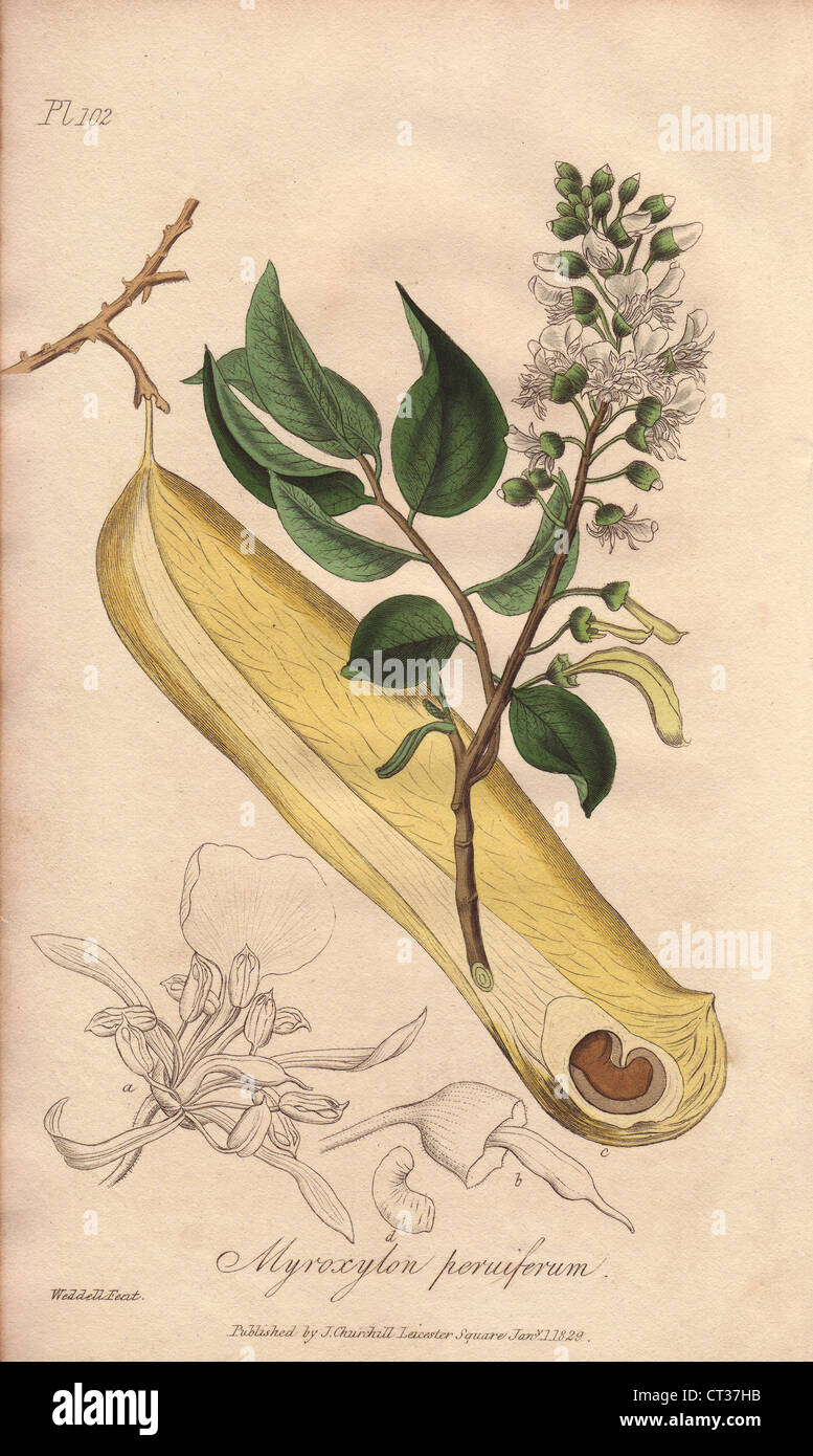 Peru balsam tree, Myroxylon peruiferum. Stock Photo