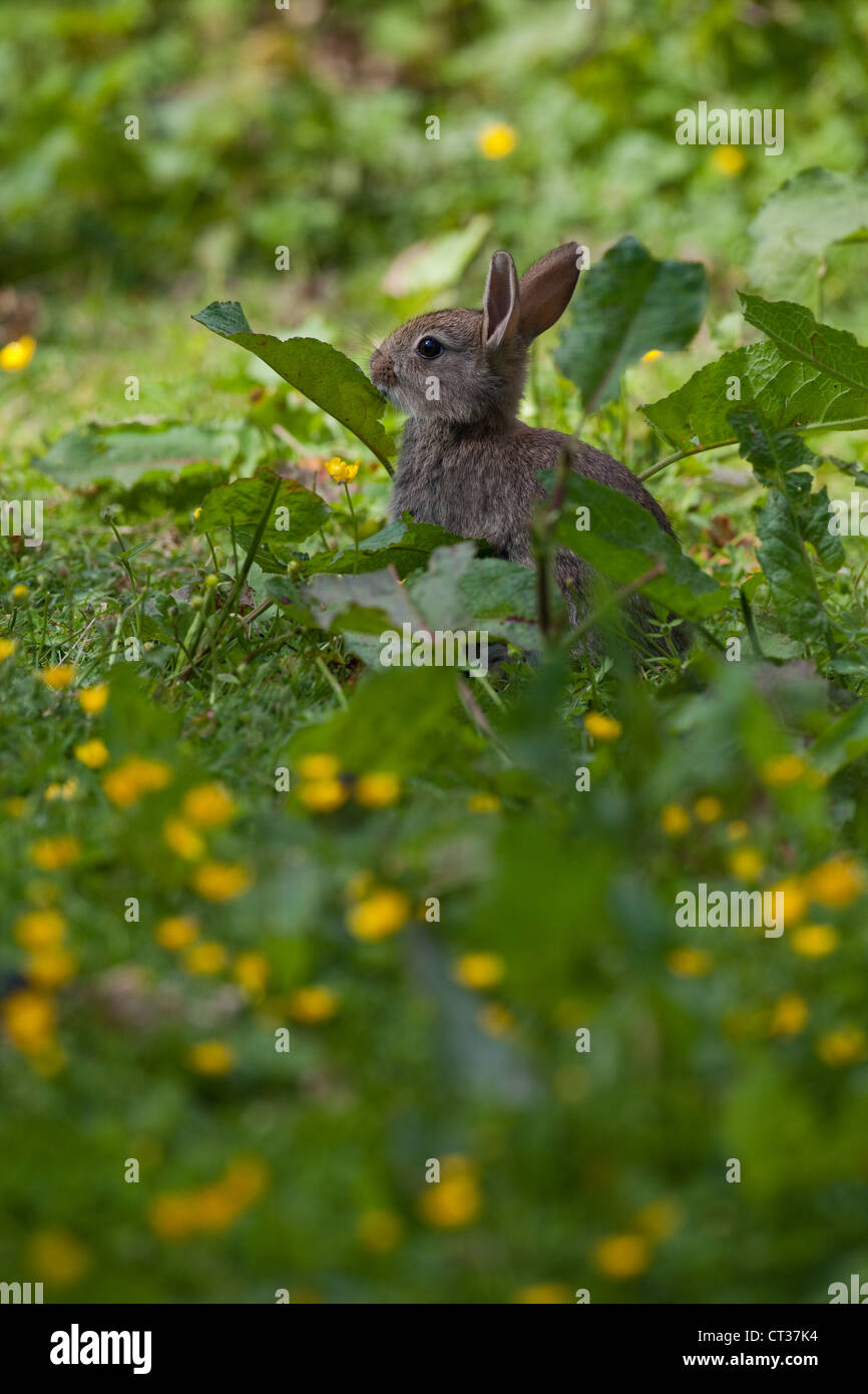 Rabbit Eating Leaves High Resolution Stock Photography And Images Alamy