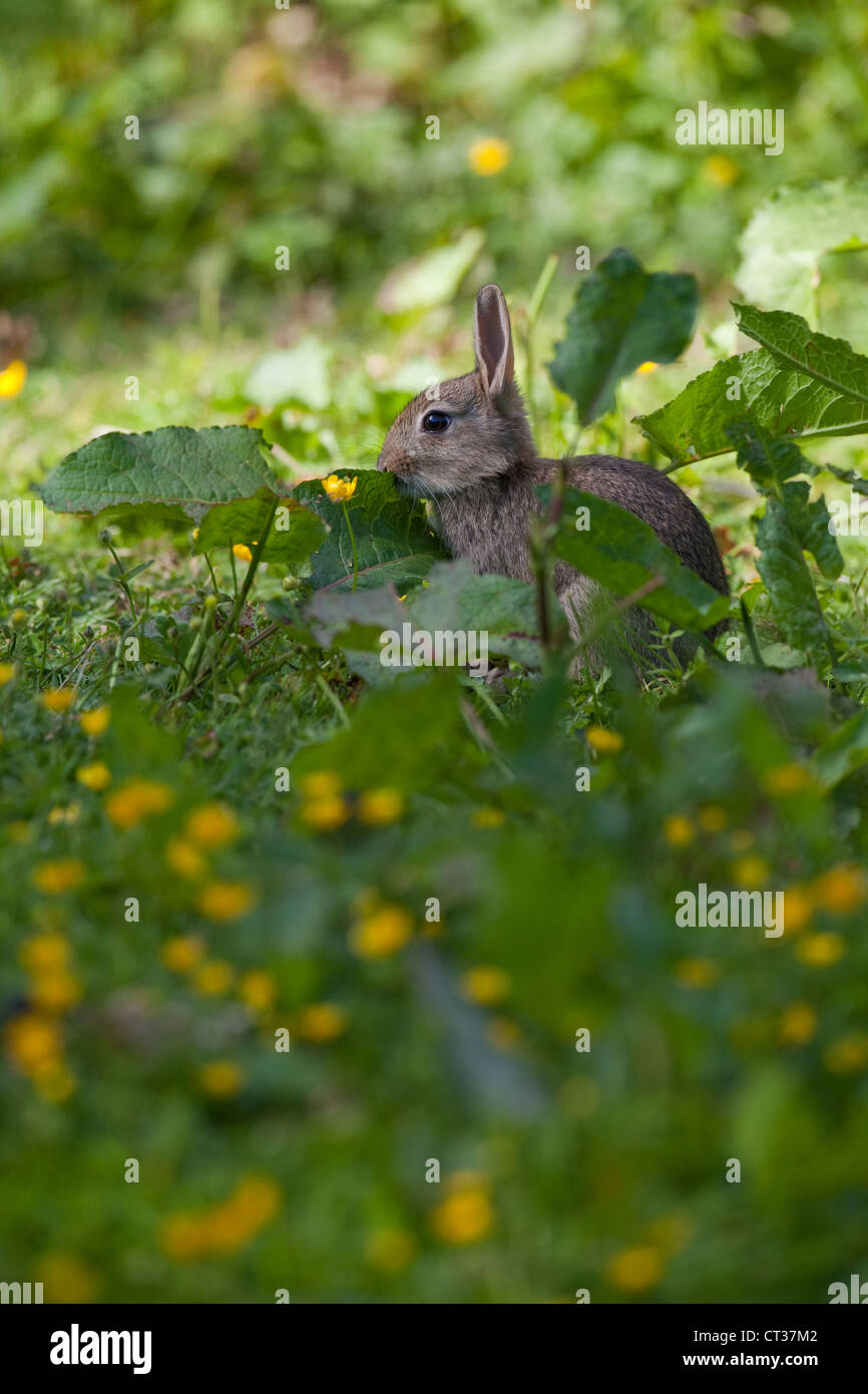 Rabbit pest hi-res stock photography and images - Alamy