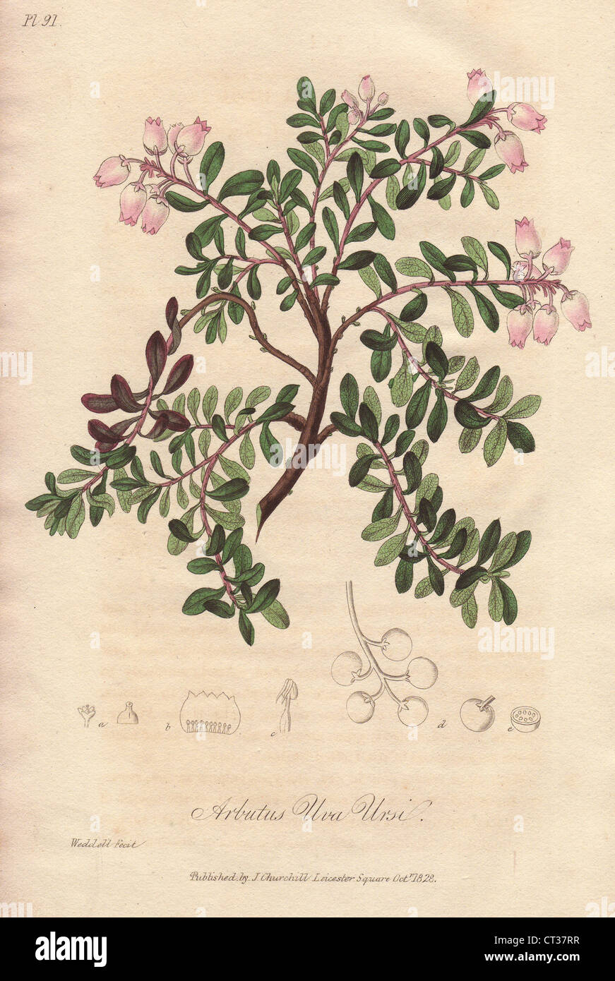 Red bearberry, Arctostaphylos uva-ursi. Stock Photo