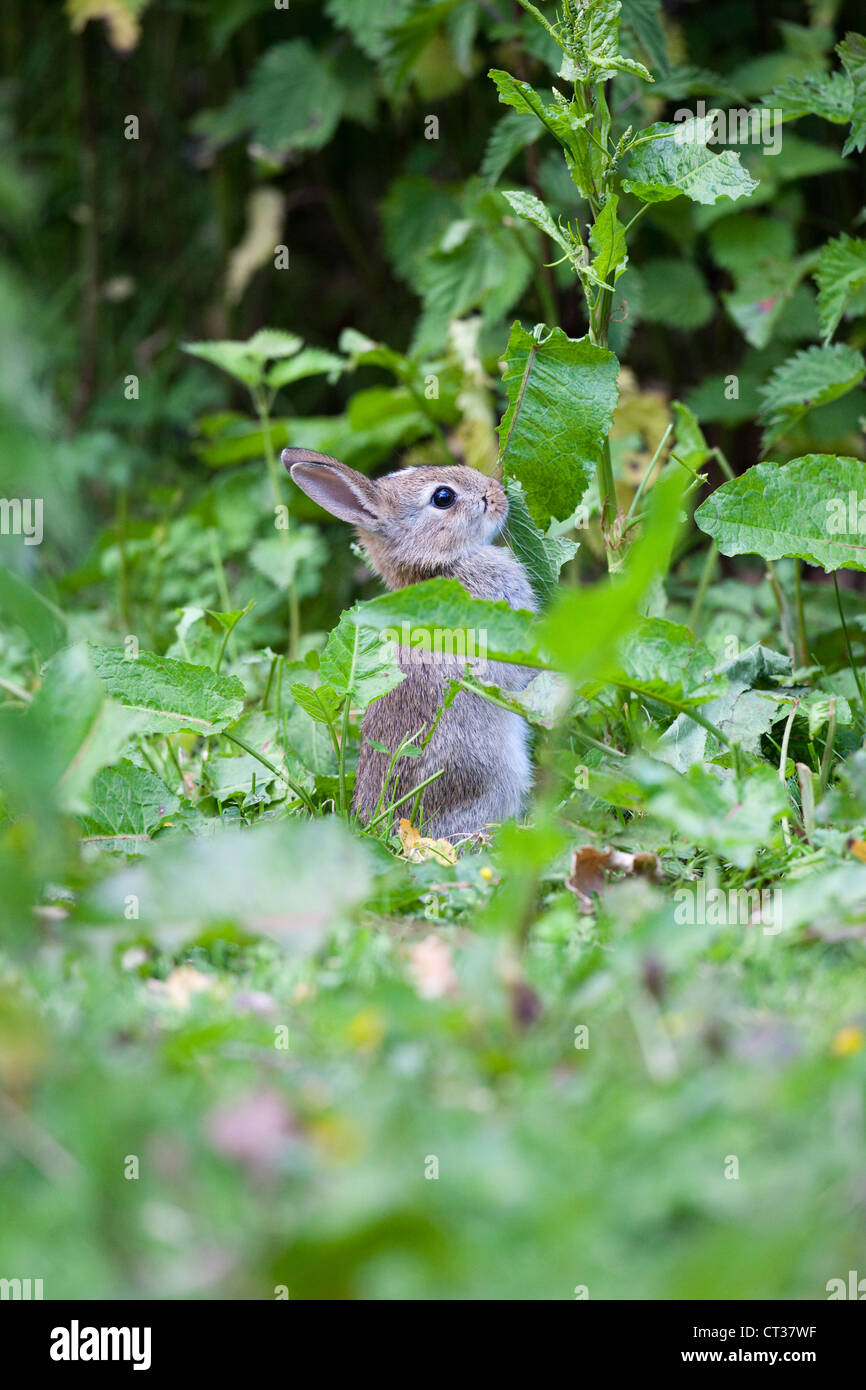 Rabbit hind legs hires stock photography and images Alamy