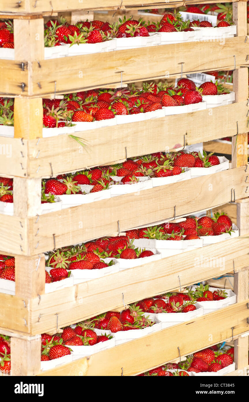 strawberries packed in boxes ready for sell Stock Photo Alamy