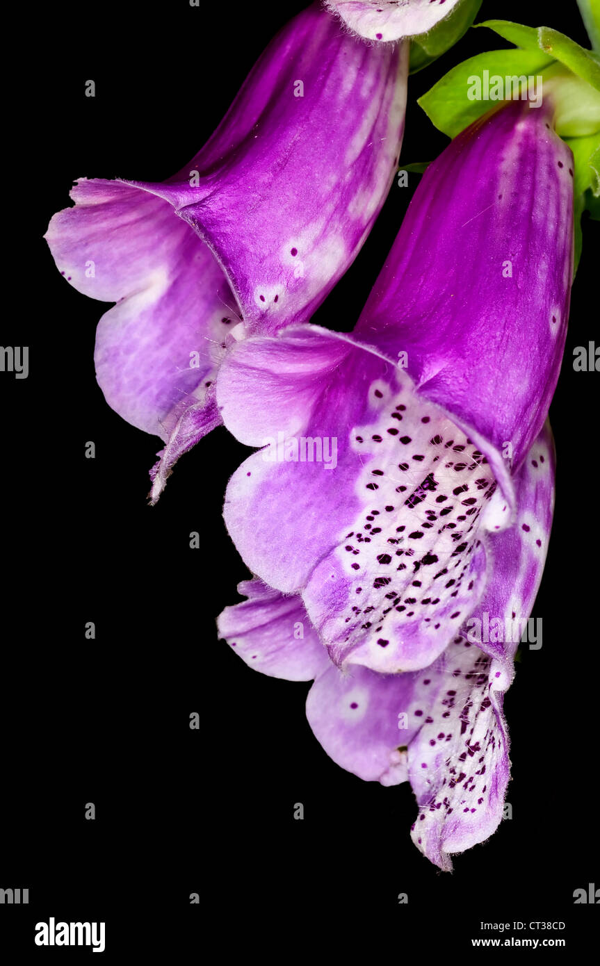 Foxglove medicine hi-res stock photography and images - Alamy