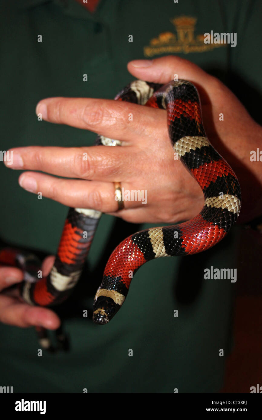 Lady Holdling Milk Snake Lampropeltis triangulum Stock Photo