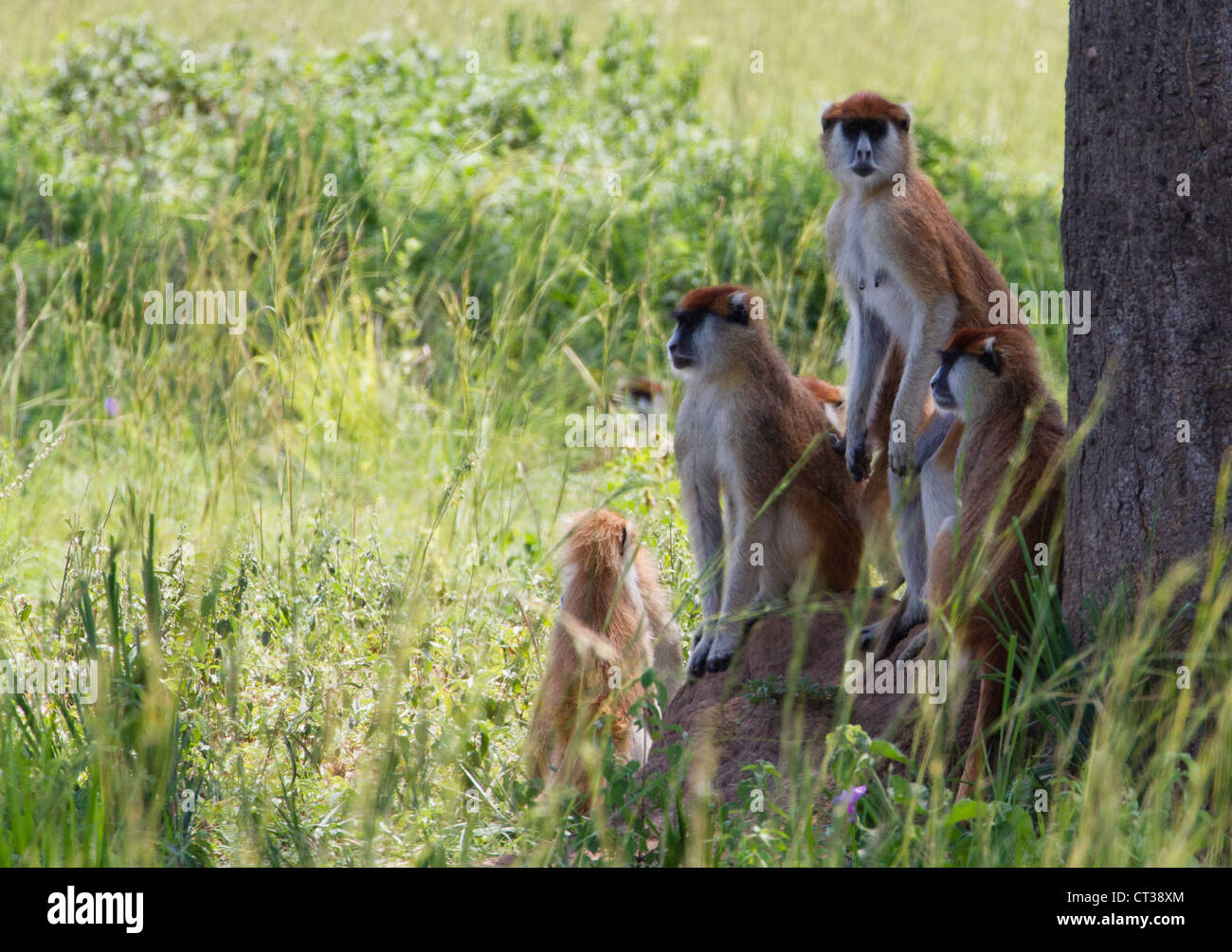 Patas Monkey (Erythrocebus patas), Murchison Falls National Park, Uganda Stock Photo