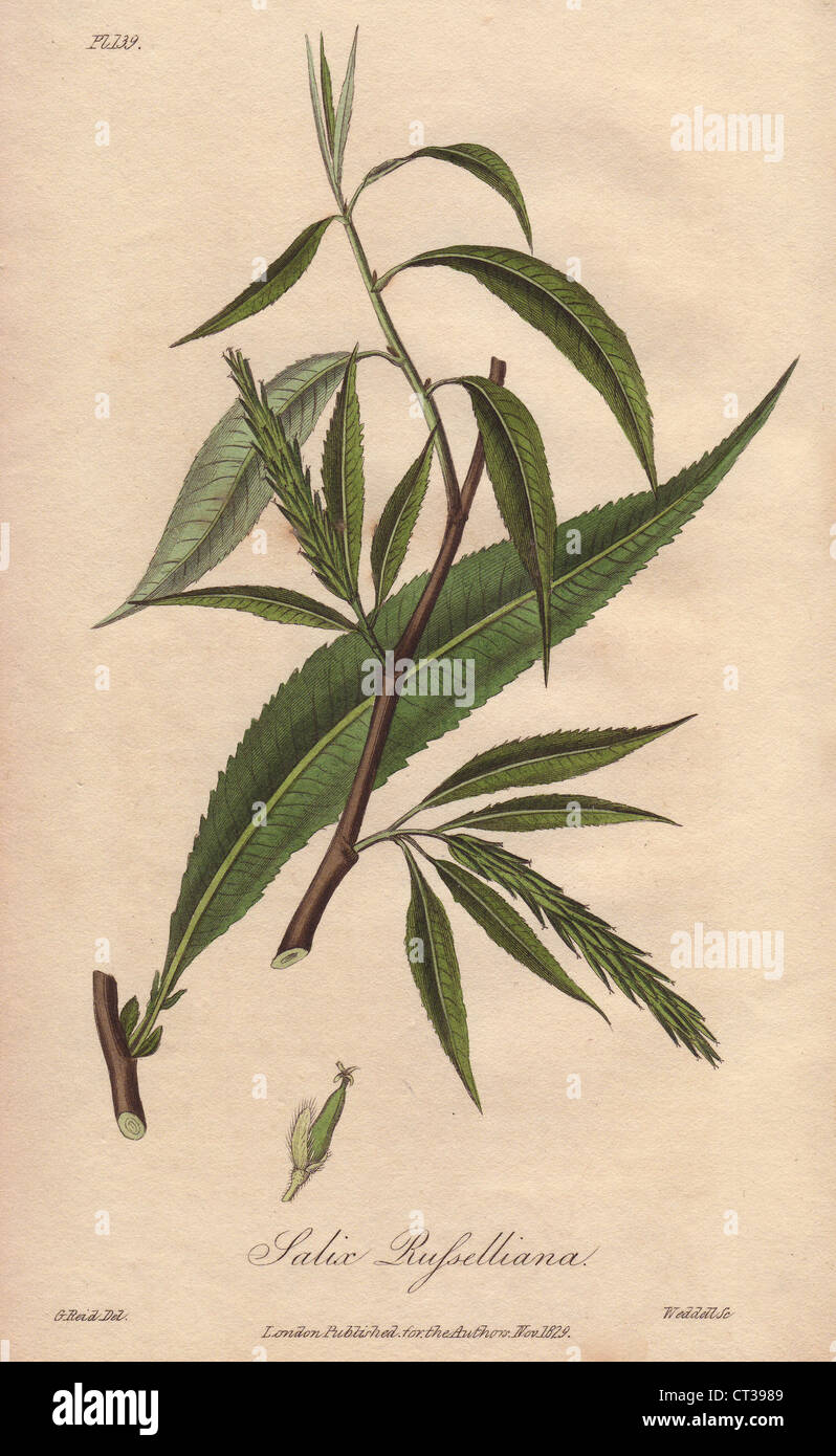 Crack willow, Salix fragilis. Stock Photo