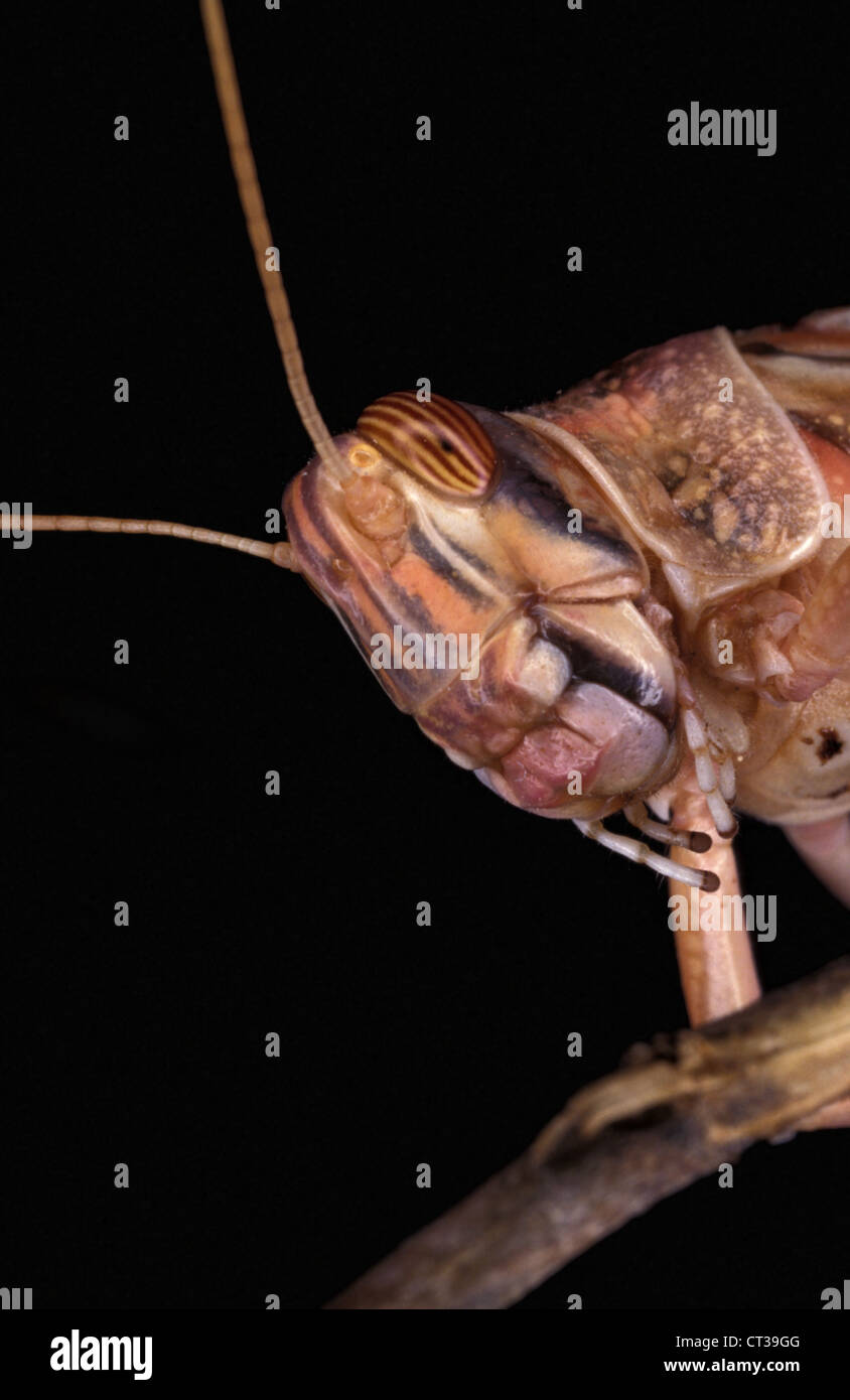 Desert Locust (Schistocerca gregaria) on stem. Stock Photo