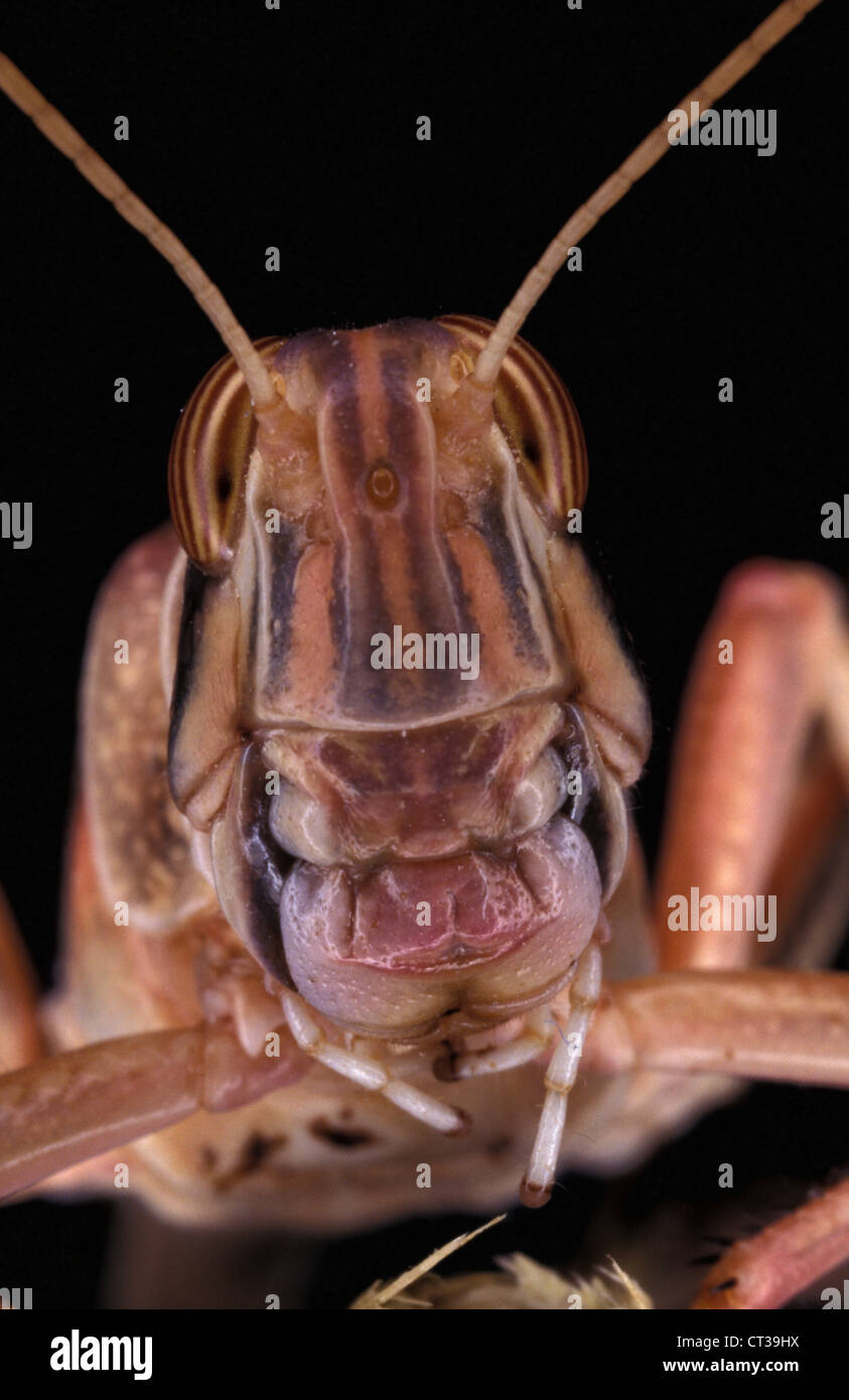 Desert Locust (Schistocerca gregaria) head on. Stock Photo