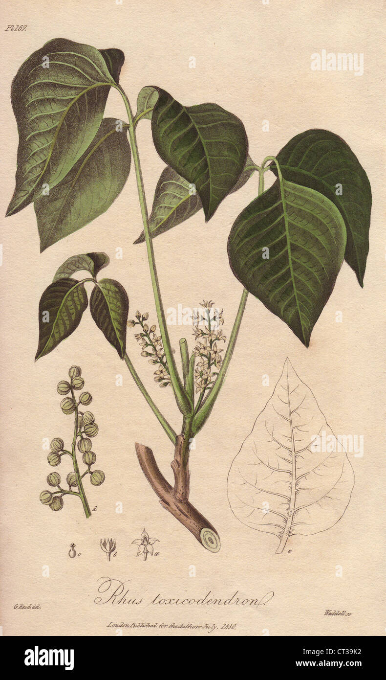 Poison ivy, Toxicodendron radicans. Stock Photo
