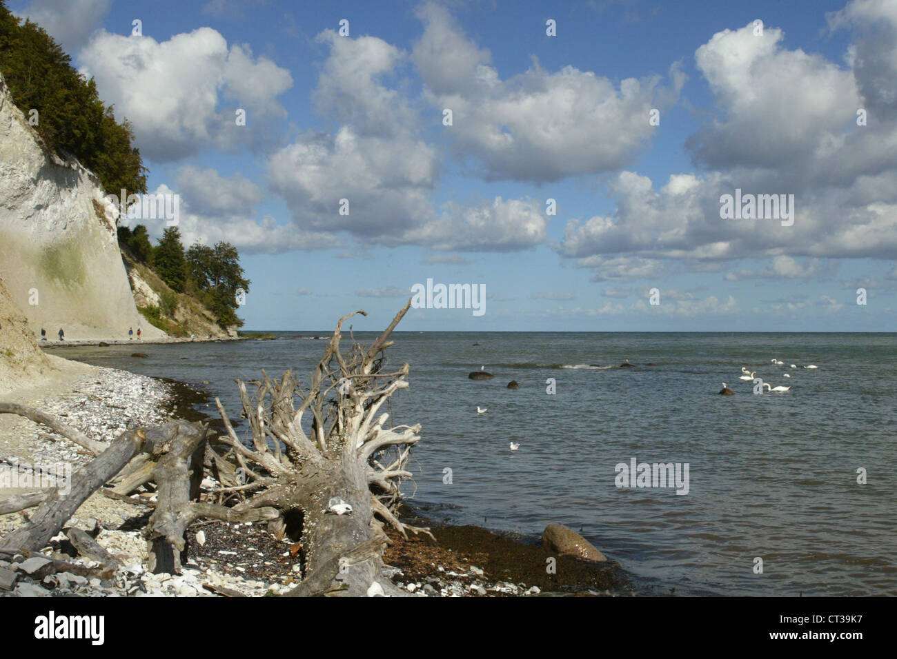 Ruegen, Baltic Sea beach in the Jasmund National Park Stock Photo