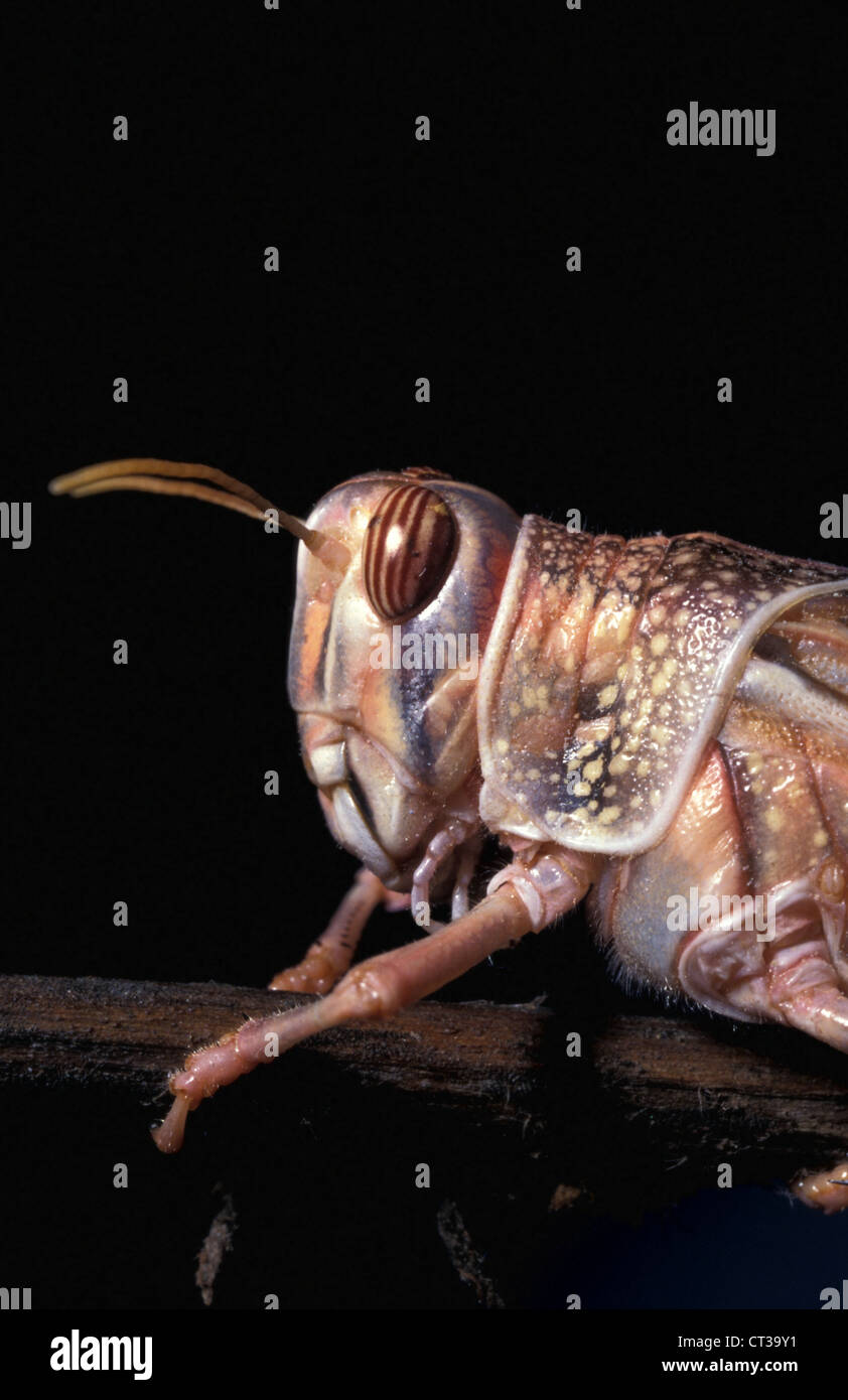 Desert Locust (Schistocerca gregaria) on stem. Stock Photo