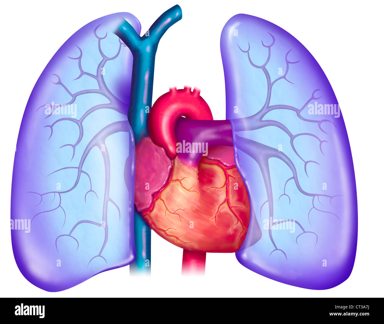 PULMONARY CIRCULATION, DRAWING Stock Photo