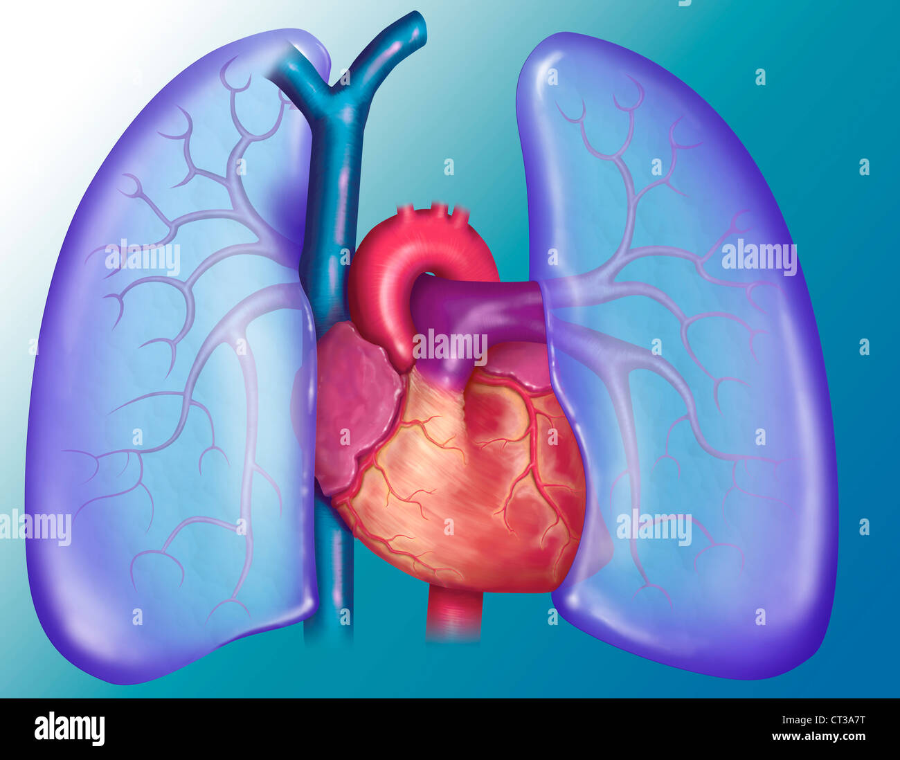 PULMONARY CIRCULATION, DRAWING Stock Photo