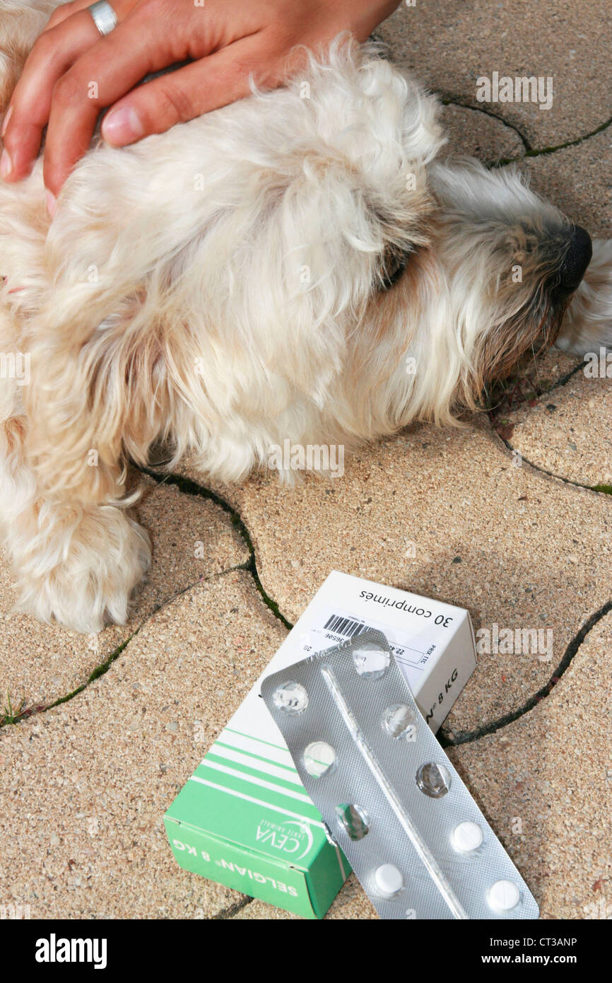 VETERINARY TREATMENT Stock Photo