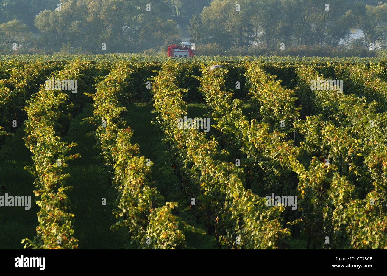 Vineyard near Frankfurt / Main Stock Photo