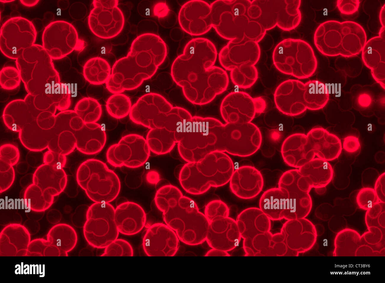 The abstract red healthy blood cells. Stock Photo