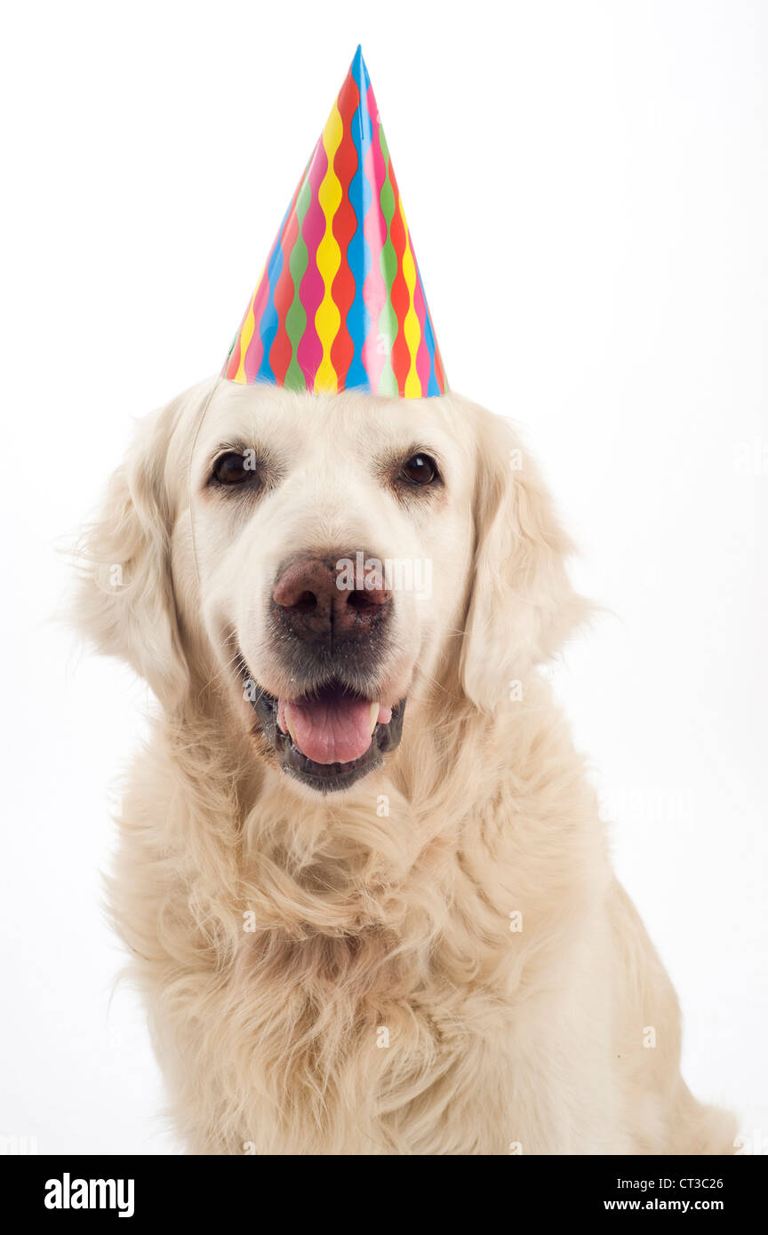 golden retriever dog with a birthday party hat Stock Photo - Alamy