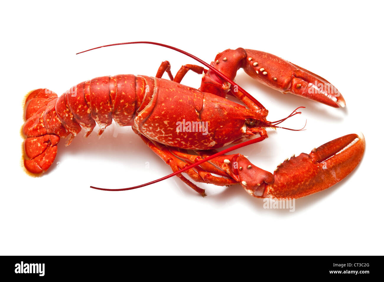 Cooked common European lobster isolated on a white studio background. Stock Photo