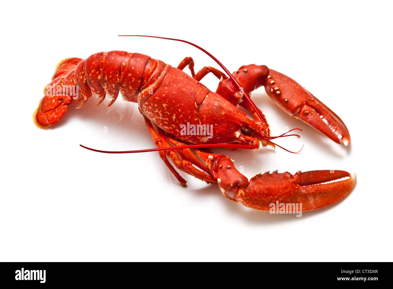 European lobster hi-res stock and images - Alamy