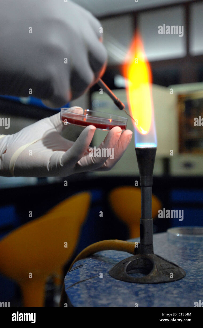 A technician sterilises a loop, to be used to transfer a small sample of blood onto an agar plate. Stock Photo