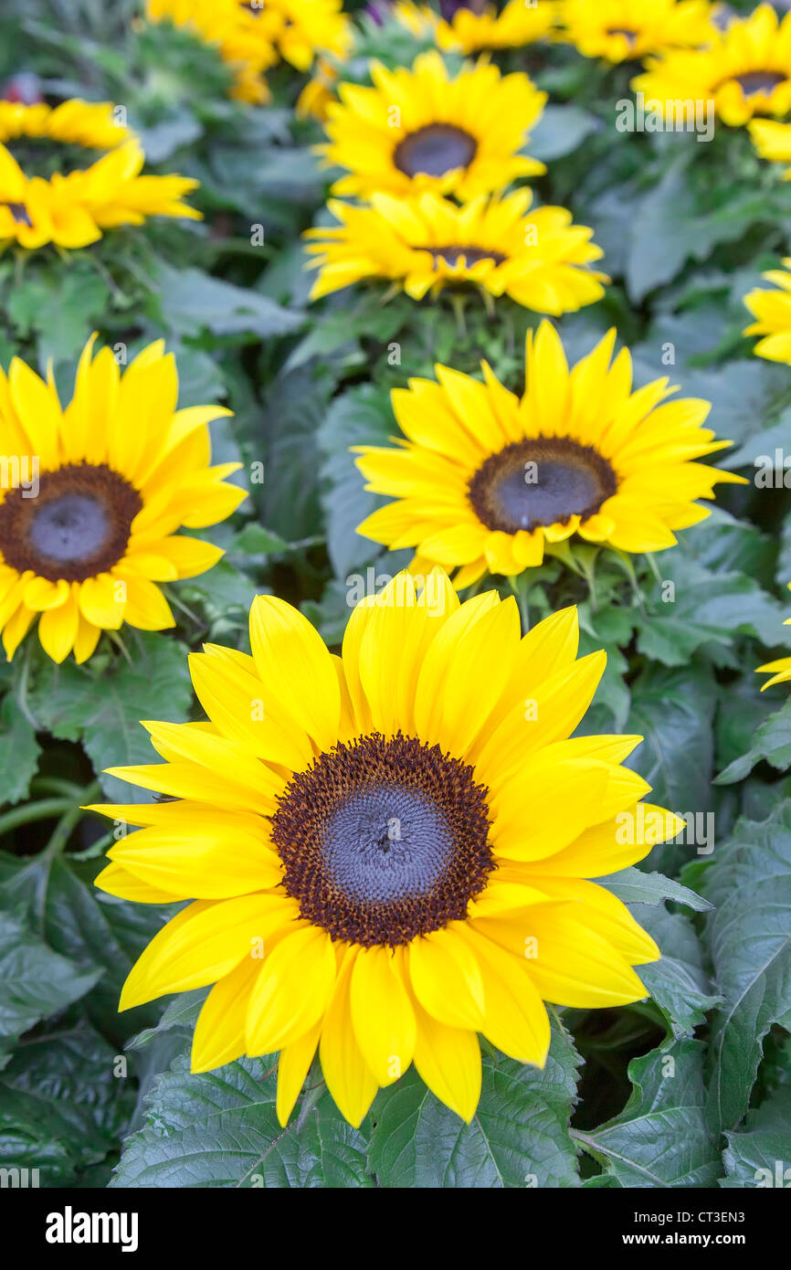 Sunflowers in garden, UK Stock Photo Alamy