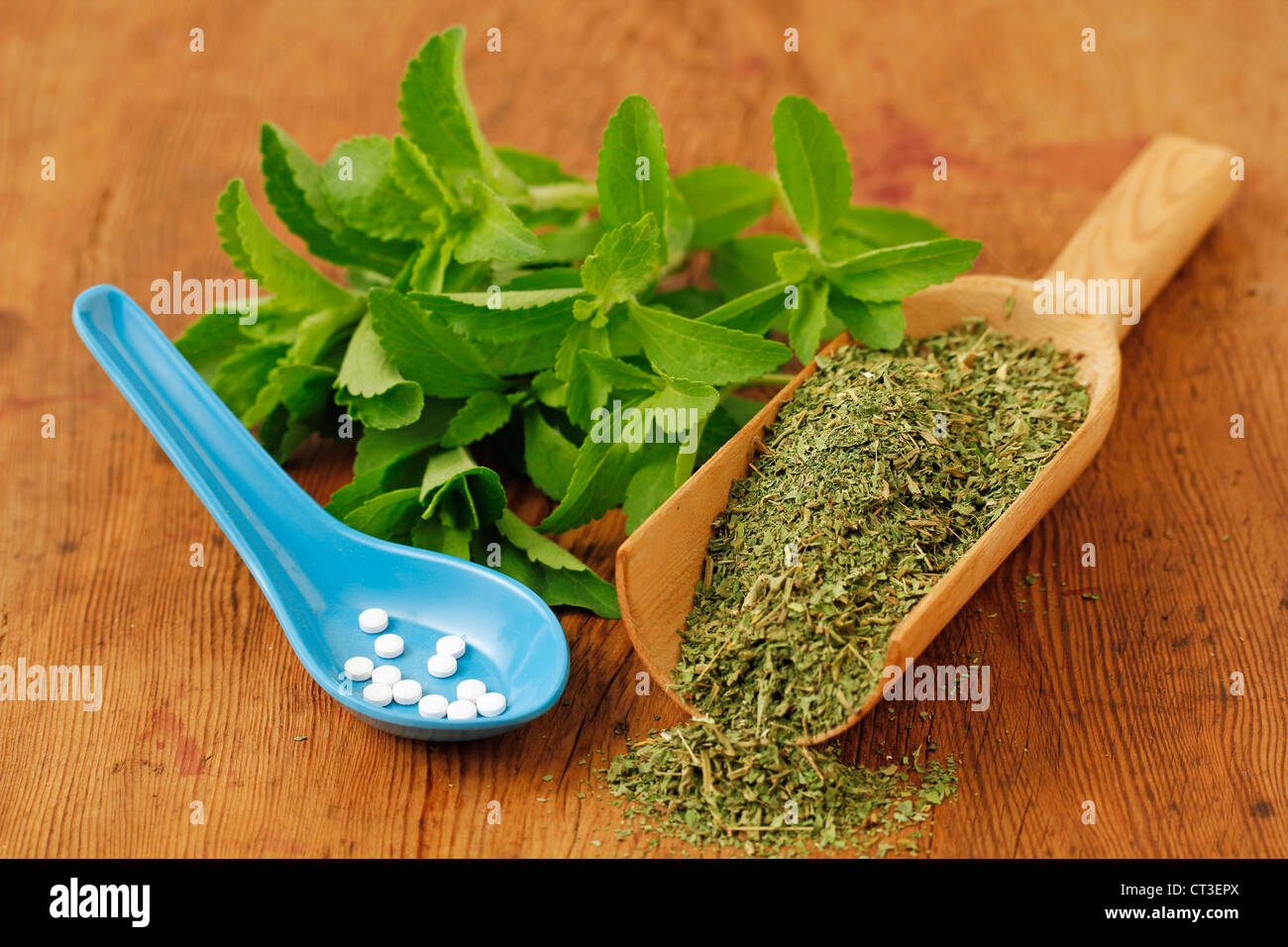 Sweet herb Stevia rebaudiana Stock Photo Alamy