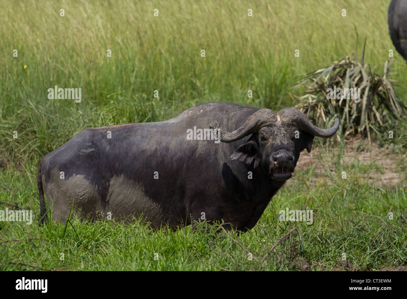 African Cape Buffalo (Syncerus caffer), Murchison Falls National Park, Uganda Stock Photo