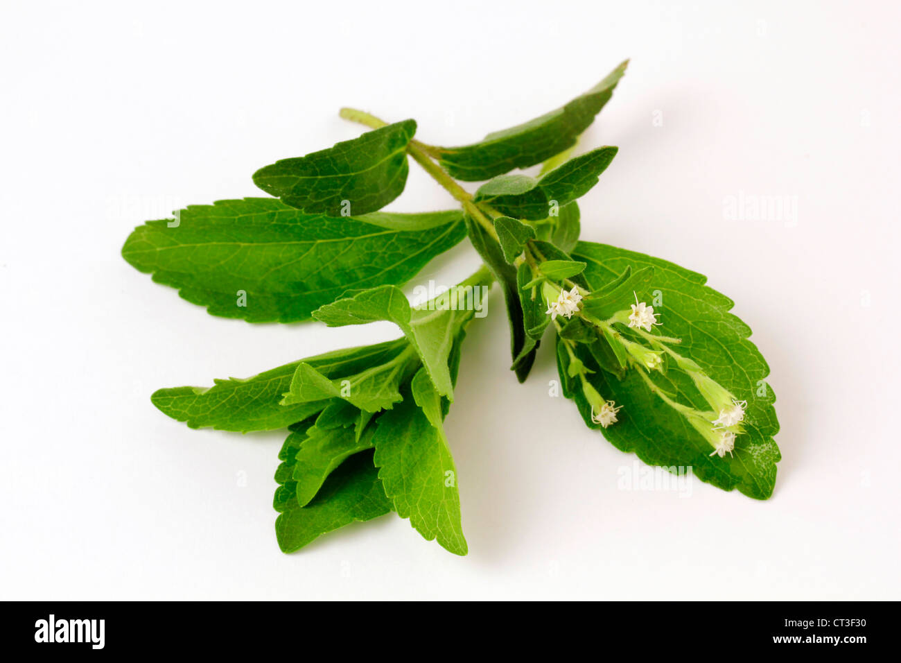 Sweet herb Stevia rebaudiana Stock Photo Alamy