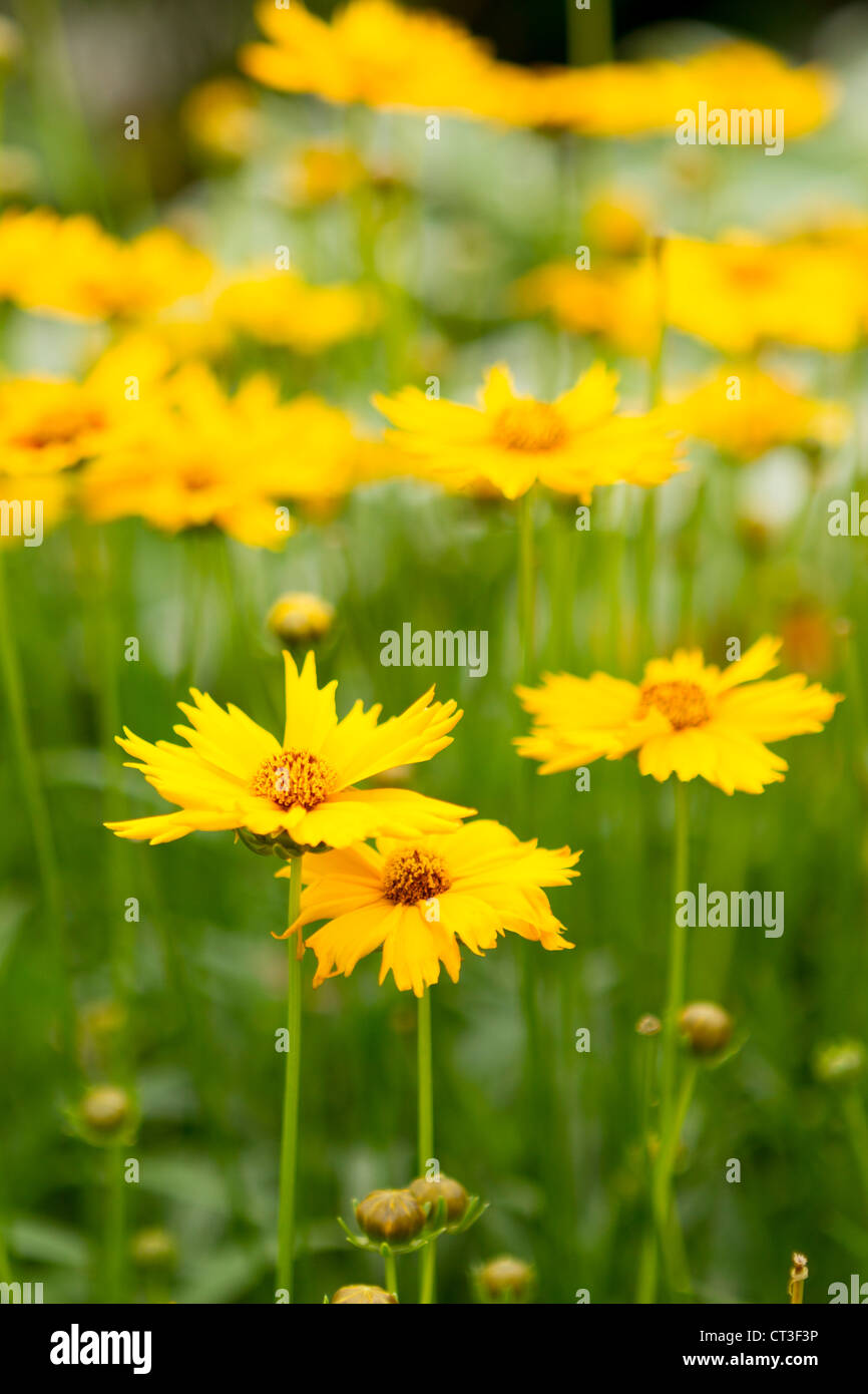 Closeup photo of LargeFlowered Tickseed flowers Stock Photo Alamy