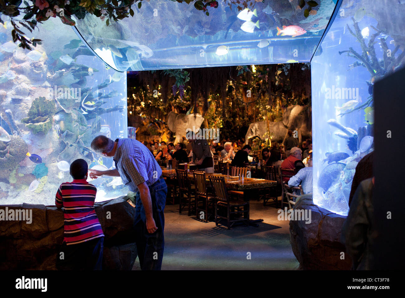 People looking at the fishes inside Rainforest Cafe in Downtown Disney, Orlando, Florida Stock Photo