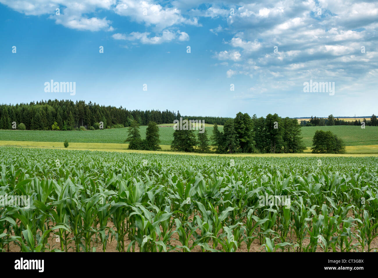 Beautiful summer rural landscape with green corn field and blue sky ...