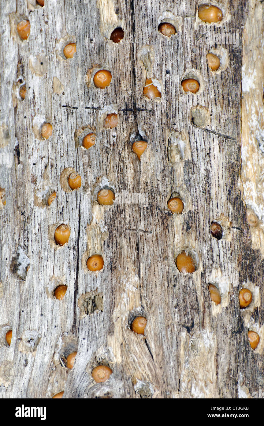 Acorns put into Tree by wood pecker,Lake Laguintas ,Marin County,California,USA. Stock Photo
